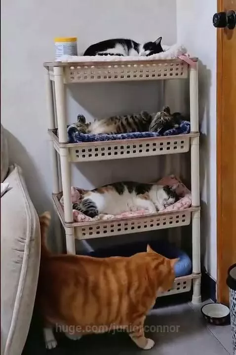 Three cats falling as a plastic cat shelf unit collapses to the floor.