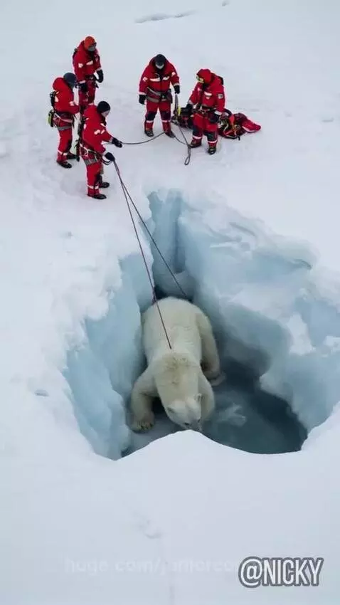 Rescuers in red suits pulling a polar bear out of a deep ice crevice using ropes and a harness.