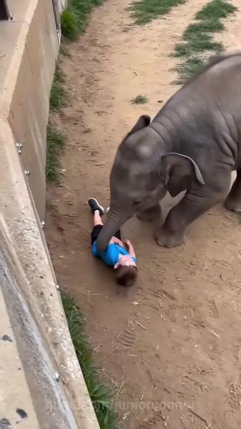 An adult elephant uses its trunk to lift a small boy back over a barrier after he fell into an enclosure.