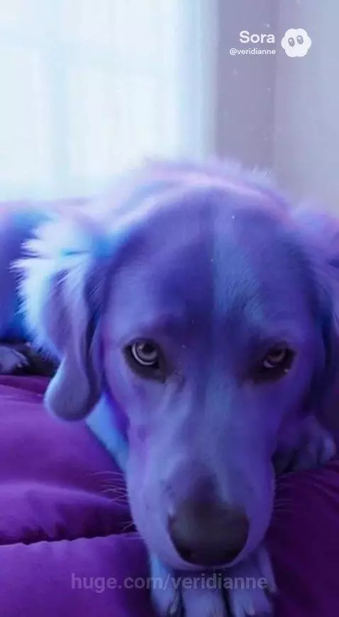 A dog with vibrant purple and blue fur lies on a purple blanket, looking calmly at the camera with sparkling effects.