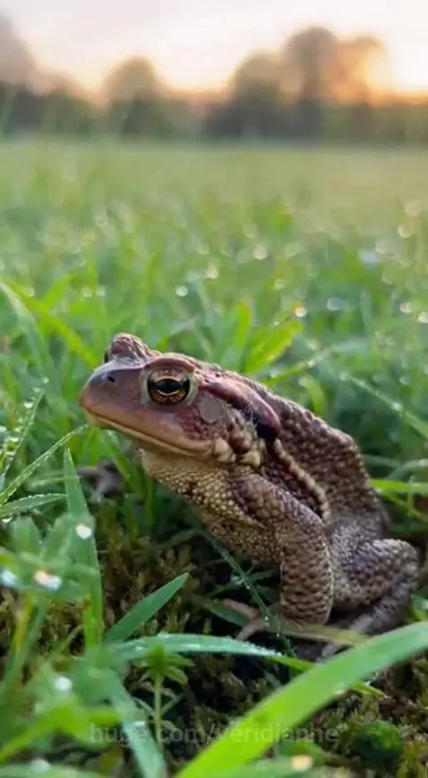 Close-up of a brown toad with textured skin and prominent eyes sitting in lush green grass with glistening dew drops.