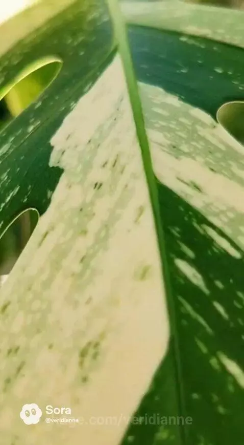 Close-up of a variegated Monstera leaf showing intricate cream and green patterns and fenestrations.