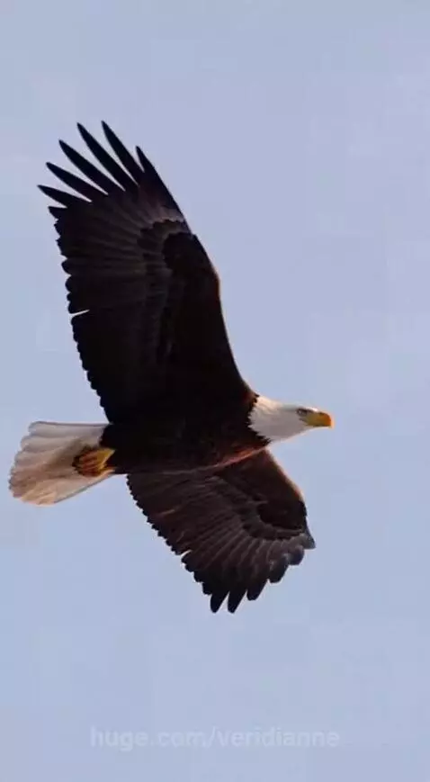A majestic bald eagle with wings spread wide, soaring over a snow-covered landscape with a winding river below.