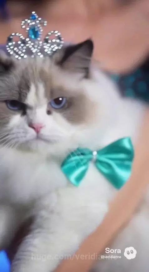 Woman with blue hair and a tiara in a teal gown holding a white cat with a tiara and bow tie.