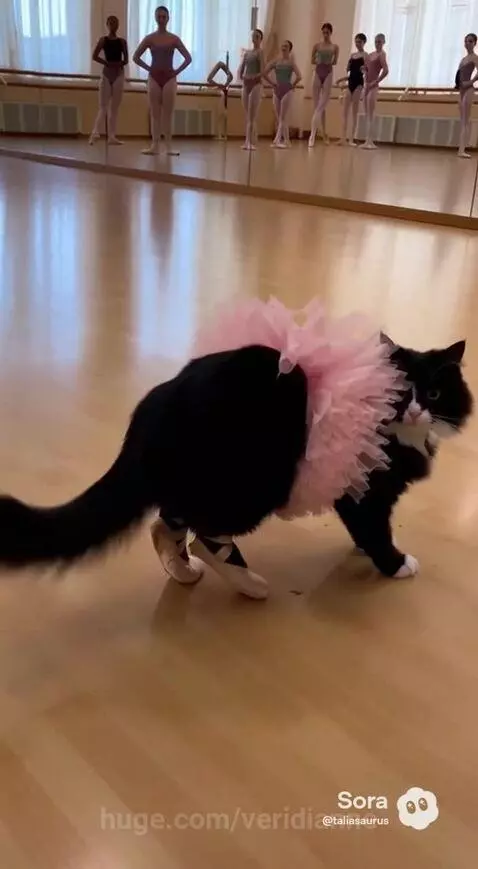 A tuxedo cat wearing a pink tutu and pointe shoes stands on hind legs, appearing to dance in a ballet studio.