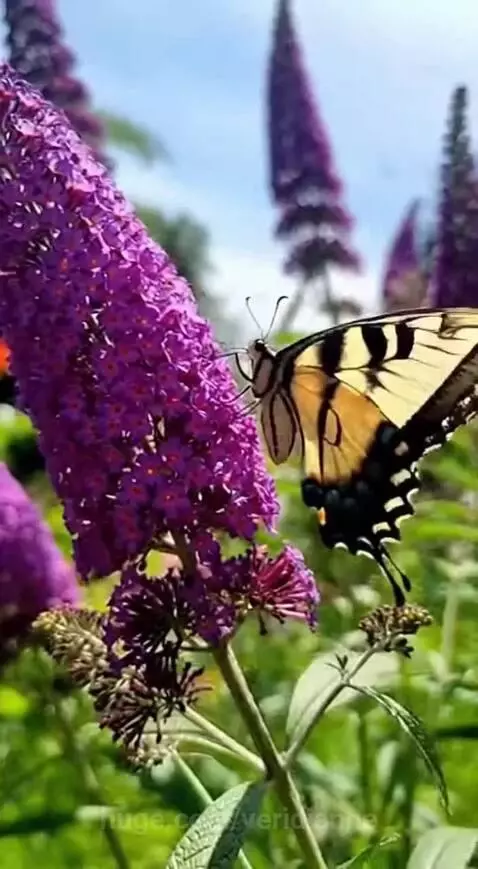 Close-up of a yellow and black butterfly with blue accents on a purple butterfly bush, with blue sky and green foliage.