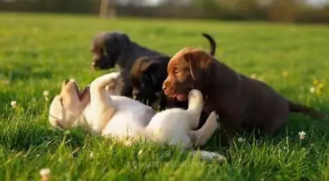 Several adorable Labrador puppies of various colors playing energetically in a lush green field on a sunny day.