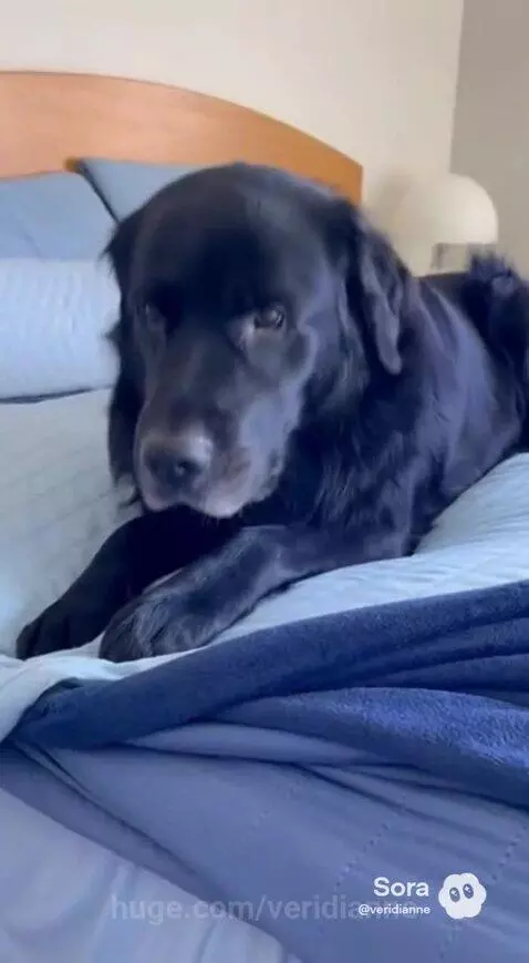 A fluffy black dog resting on a light blue bed, then lifting its head to yawn.