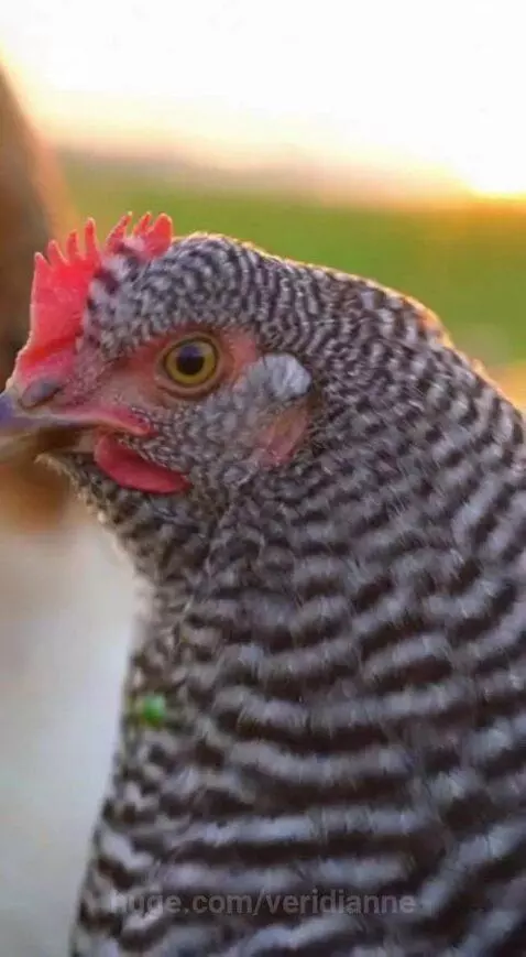 A flock of diverse chickens and a rooster in a field during a golden hour sunset.