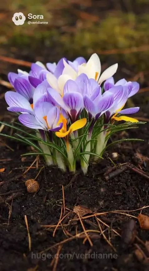 Close-up of vibrant purple, white, and yellow crocus flowers with orange stamens blooming in dark soil.