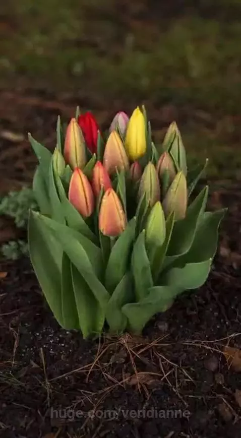 Time-lapse video showing a cluster of red, yellow, pink, and orange tulips opening their petals against a background of dark soil and green foliage.