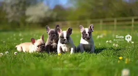 Several colorful French Bulldog puppies playing happily in a green field on a sunny day.