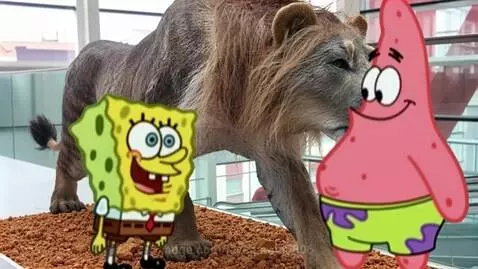Spongebob and Patrick Star stand before a realistic lion statue, with Spongebob explaining facts about cave lions.