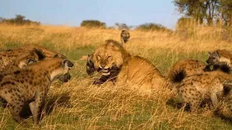 A leopard fighting off hyenas while a lioness is nearby on a savanna.