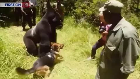 A dog barks at a large silverback gorilla standing in tall green grass, with people observing.