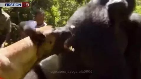 A large silverback gorilla stands in a grassy clearing near people and a dog.
