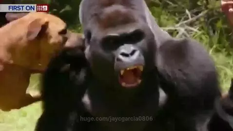 A large silverback gorilla startled and running away from a small, barking dog in a grassy field.