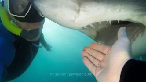 Shark with mouth open gently touching a person's outstretched hand underwater.