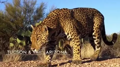 Jaguar walking through desert cacti at sunset in Arizona.