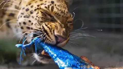 A leopard in an enclosure at the Los Angeles Zoo eating a blue-colored, pizza-like treat.