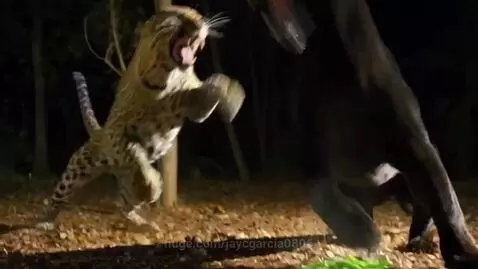 A leopard and a black panther fighting on a tree trunk, with a steaming bowl of green beans in the background.