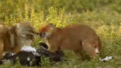 A caracal and a fox-like animal snarling aggressively at each other in a grassy field.