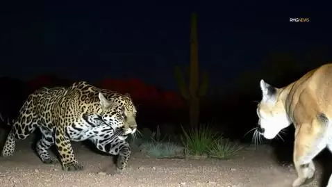 Jaguar and cougar fighting in a desert at night under artificial light, with cacti in the background.