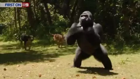 A large gorilla stands in a grassy clearing, facing two dogs approaching it.