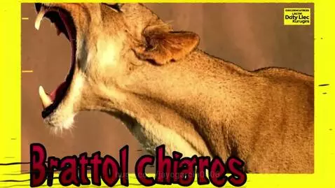 Close-up of a lioness with her mouth wide open, roaring powerfully against a warm, earthy background.