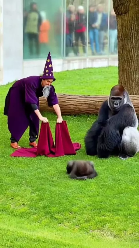 Wizard in costume performing a magic trick with a baby gorilla, adult gorilla roars and charges.