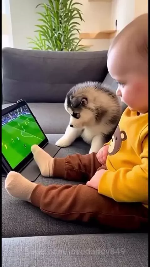 Baby in yellow shirt and husky puppy sitting on a couch, watching a soccer game on a tablet and celebrating a goal.
