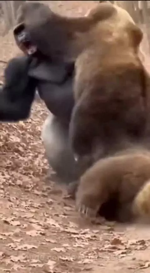 A large gorilla aggressively fighting a brown bear on the forest floor with fallen leaves.