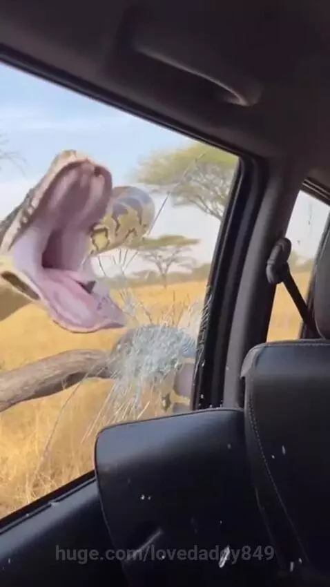 A large snake, likely a python, lunges at a car window, causing it to break and its head to enter the vehicle.