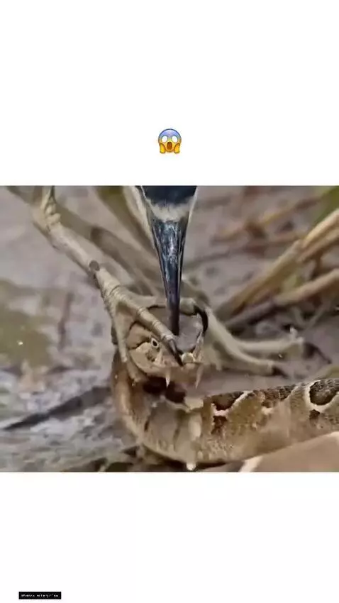 Heron with sharp beak and talons attacking a distressed snake in the water.