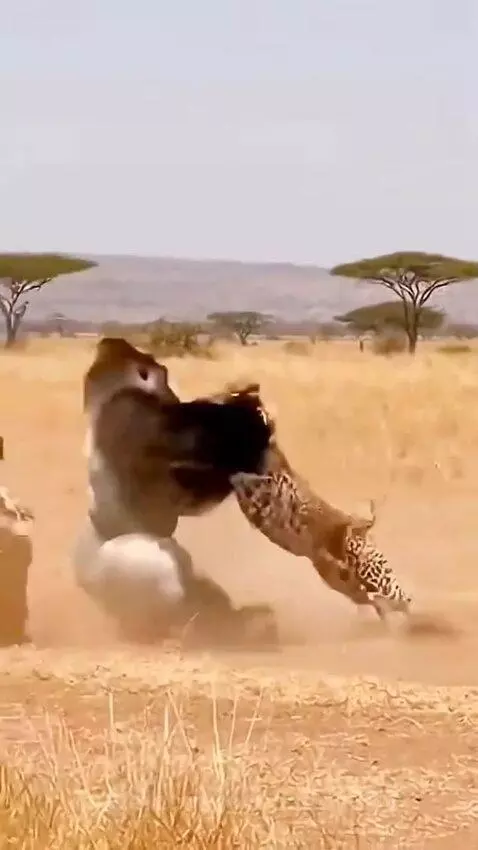 Gorilla saves a man by lovedaddy849