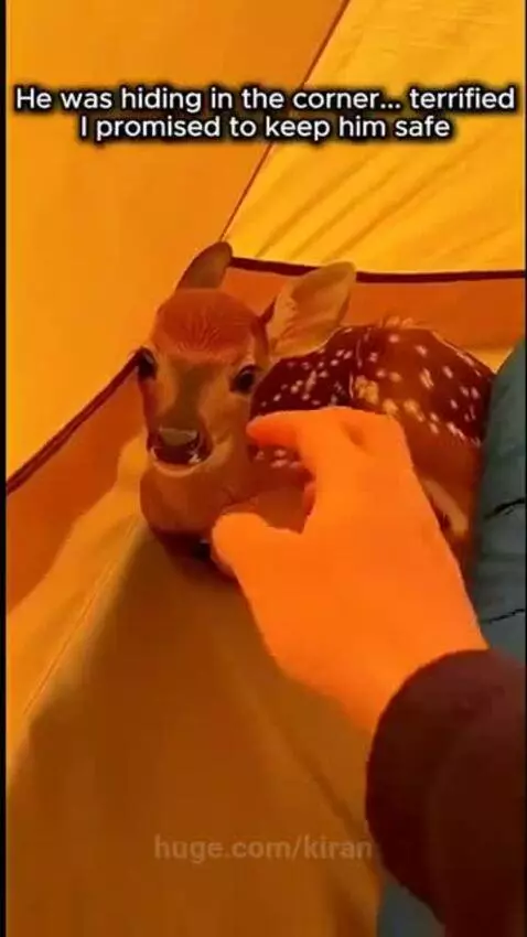 A fawn and a dog sleeping together peacefully in a cozy home setting.