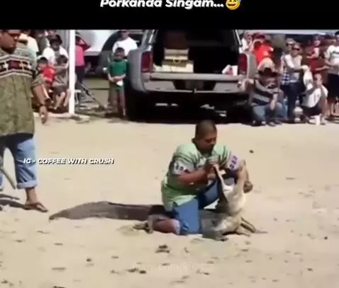 Men wrestling an alligator outdoors with a crowd watching in the background.