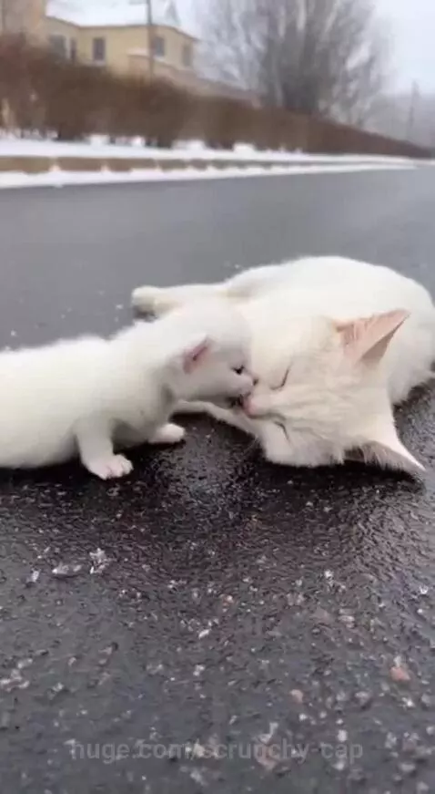 A small kitten nuzzles its injured mother lying in the snow, before being rescued.