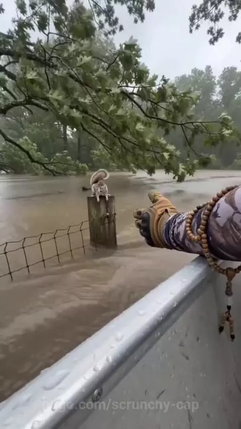Person in a boat extending a gloved hand to rescue a mother squirrel and baby from floodwaters.
