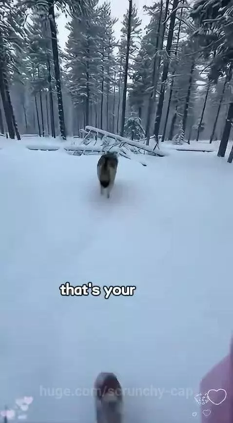 A person gently freeing a wolf pup from a net in a snowy forest, with the mother wolf watching closely.