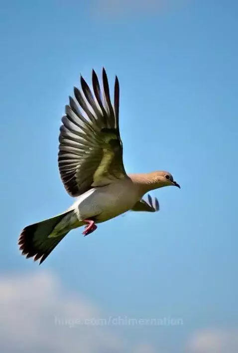 A white dove in mid-flight against a clear blue sky with scattered white clouds.