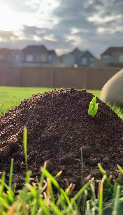 Person planting a magic acorn, time-lapse of a tree rapidly growing into a large, leafy tree.