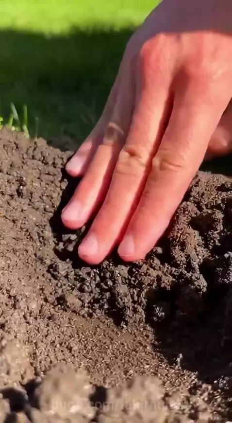 Man with pink hair plants a coin that grows into a tree with dollar bills for leaves.