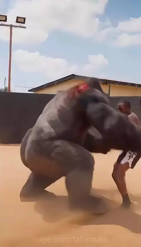 He Thought He Could Win This Fight 🥊 by tahirnuhu