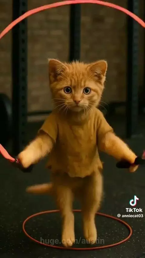 Meow meow by austin