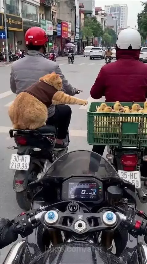 Ginger cat on a motorcycle growling at yellow ducklings in a crate on another motorcycle.