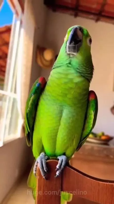 A hyper-realistic green parrot with detailed feathers perched on a wooden chair, looking confidently at the camera.