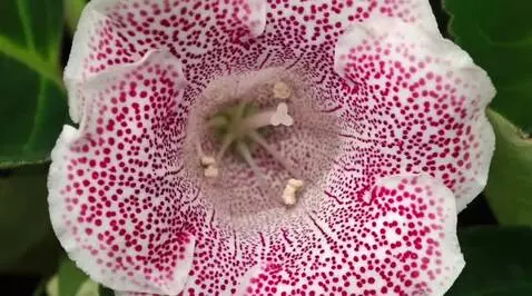 Close-up of blooming Gloxinia flowers in shades of pink, purple, and white with spotted patterns.