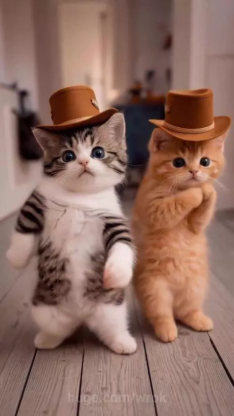 Two kittens wearing small brown cowboy hats stand on hind legs and appear to dance on a wooden floor.