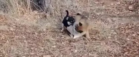 Two small puppies, one black and tan and one light brown, playing tug-of-war with a clear plastic bottle on a leaf-covered ground.